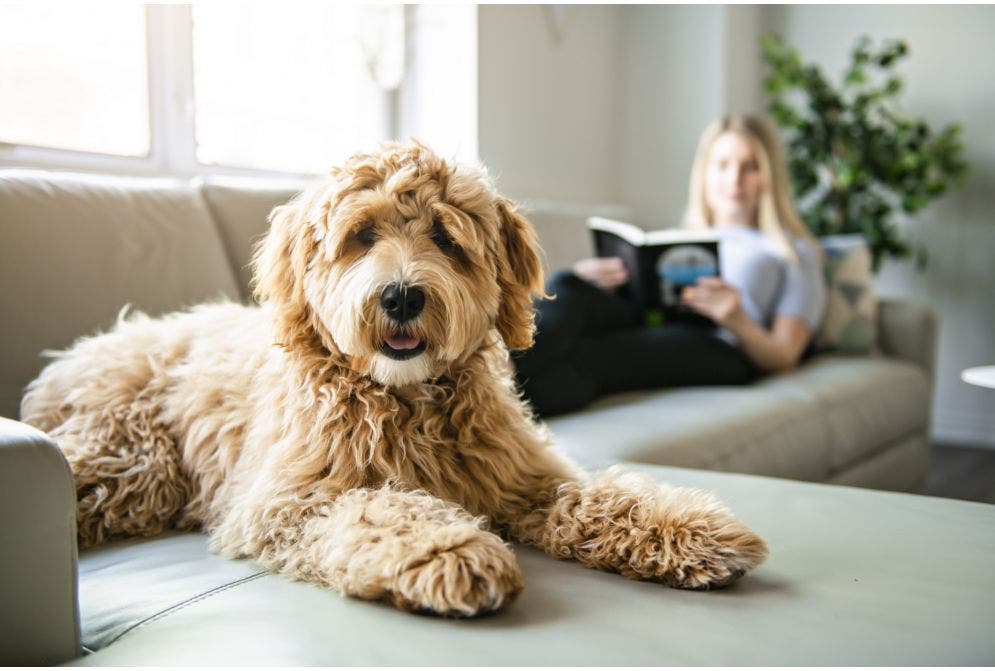 Num sofá, um cachorro de porte médio, bem peludo e cor caramelo está deitado olhando para a câmera. A sua dona, uma mulher branca de cabelos pretos e lisos, está sentada no sofá, mas em segundo plano na foto, lendo um livro.