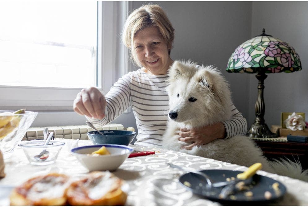 Por que a alimentação natural para cães é uma tendência? Veja!