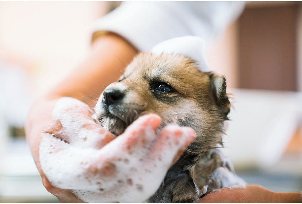 Como dar banho em cachorro? Entenda aqui!