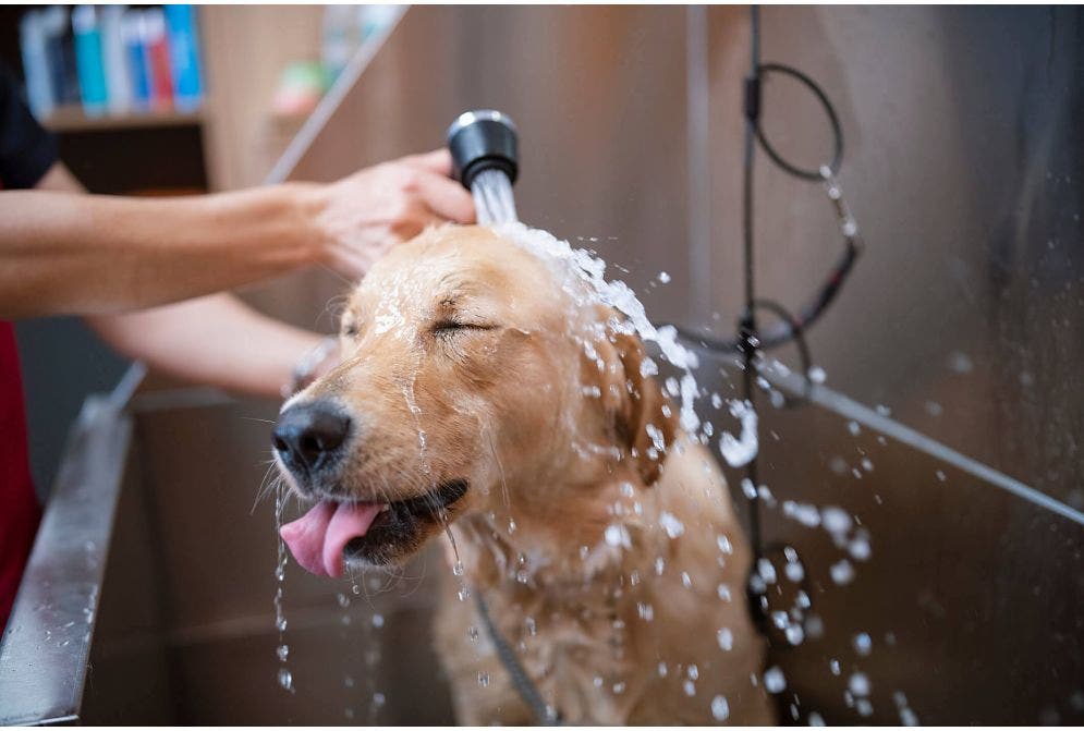 Pets, cuidar dos seus bichinhos nunca foi tão divertido